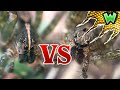 Wolf Spider VS Fishing Spider... What's the Difference?