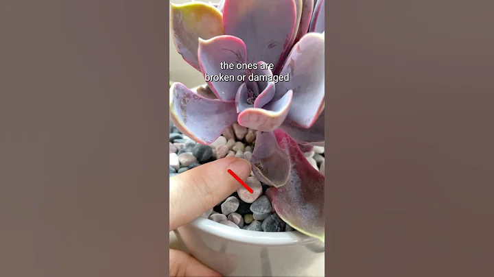 Common Mistakes in Succulent Propagation 🪴 #succulents #plants #propagation #shorts - DayDayNews