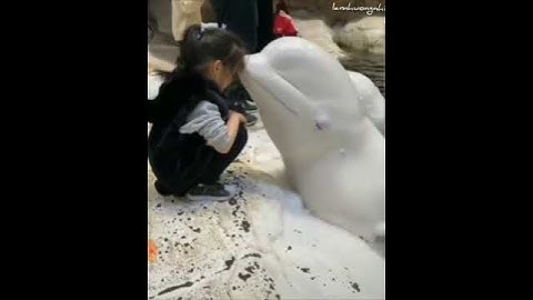 Chú cá heo dễ thương đáng yêu TikTok Trung