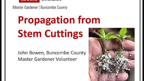 Propagation From Stem Cuttings