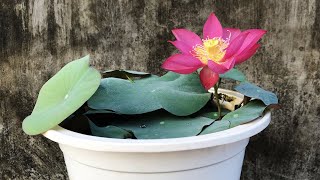 Red Micro lotus is my new lotus | grow micro lotus at home