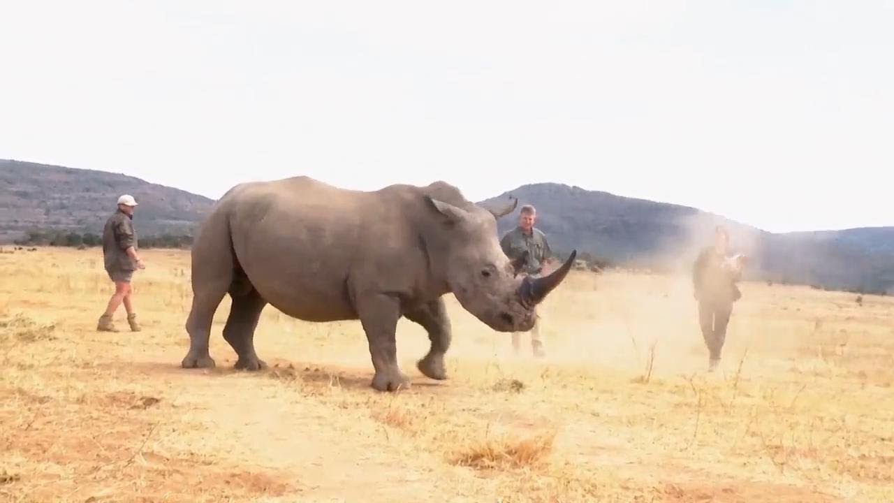 South African researchers test nuclear technology to curb rhino poaching