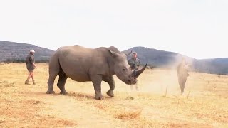 South African researchers test nuclear technology to curb rhino poaching