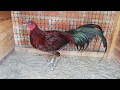 Gallo guineo aportación de cruce de sumatra