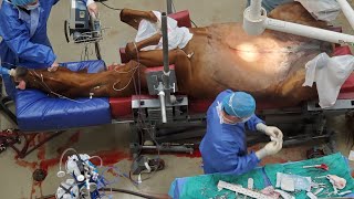 GRAPHIC Horse Emergency Colic Surgery (Jejunostomy)