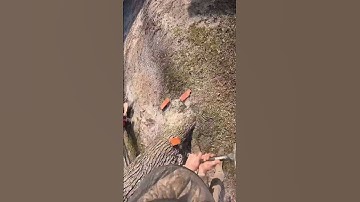 No axe, no problem! 🌳‭‭‭#stihl #treework #treeservice #trees #treeremoval #chainsaw