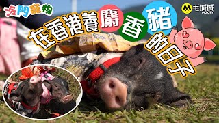 【冷門寵物】在香港養麝香豬的日子毛城城MoCity