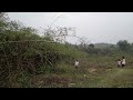 3rd April 2022 On our way to Rabbonikhal, near river banks ( Assam)