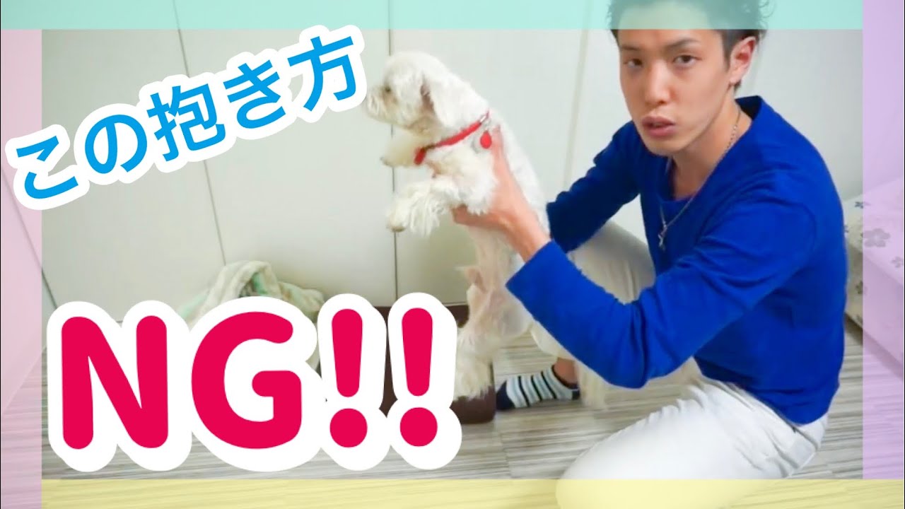 犬の正しい抱き方 抱っこの仕方 Youtube