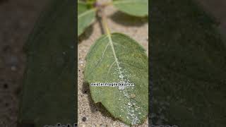 17 April 2026 a Secret Forest Hidden Behind Sand Dunes 