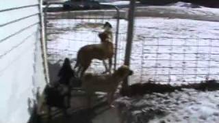 Dogs howling at tornado siren at Kristal's in Iowa March 1, 2011.mp4 by Douglas Macgregor 1,465 views 13 years ago 1 minute, 19 seconds