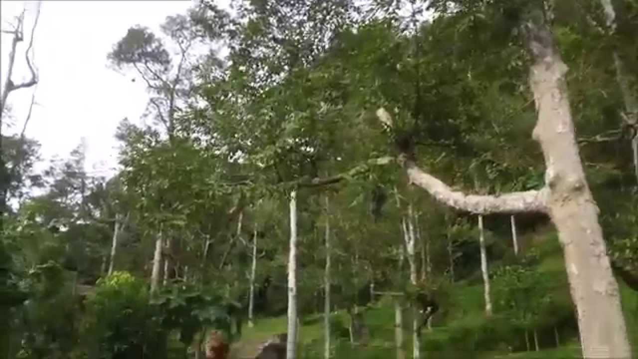 Freedom Organic Eco-Durian Farm on Penang and Using a Ball Point Pen to Open Durian