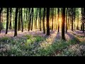 Relaxing Piano Music: Meditation Music, Sleep Music, Spa Music, Study Music, Relaxing Music ★97