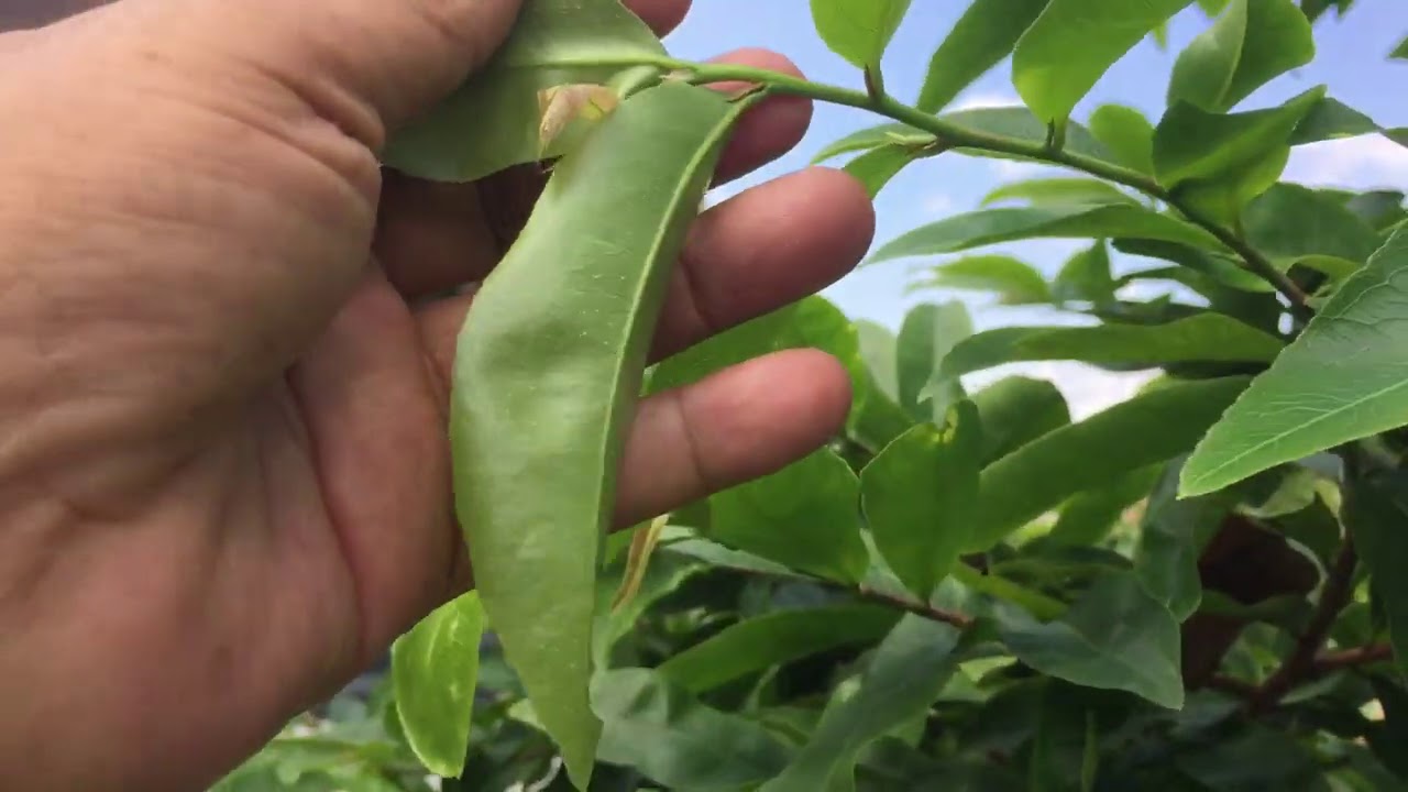 KHI NÀO NGƯNG BẤM ĐỌT CHO CÂY MAI TRỒNG CHẬU