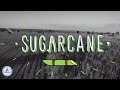 Bio-Based Plastic Made from Sugarcane