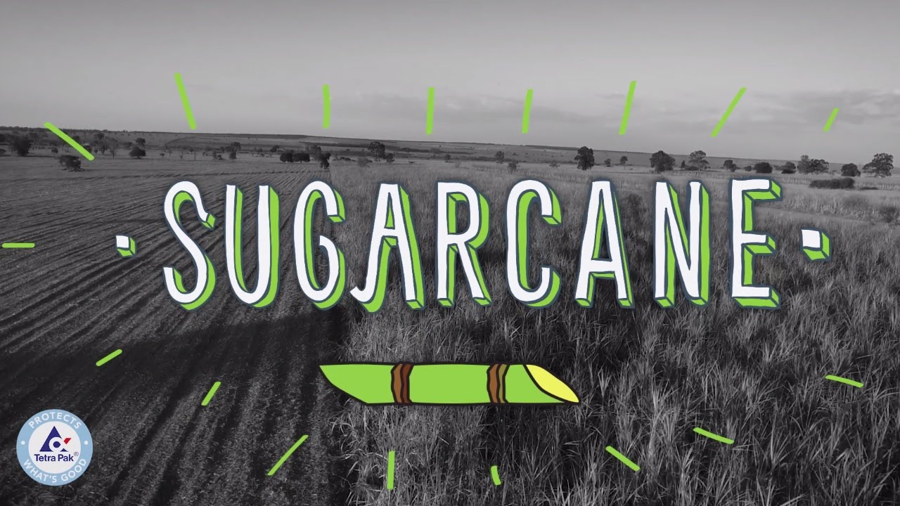 Plant-Based Plastic Made from Sugarcane