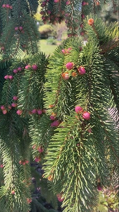 Ель обыкновенная Пендула Майор. #сезон2023 #ель - YouTube