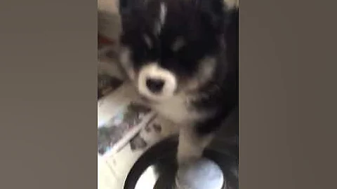 Watch the video about Kitten Thinks it's a Puppy