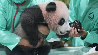 Indonesian Safari Park shows off first giant panda born on home soil Indonesian Safari Park shows off first giant panda born on home soil