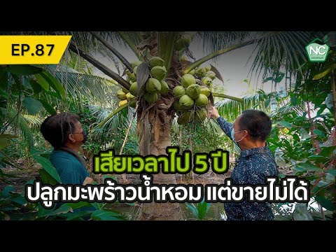 เสียเวลาไป 5 ปี ปลูกมะพร้าวน้ำหอมแต่ขายไม่ได้ "มะพร้าวน้ำหอมกลาย" NC coconut Farm EP.87