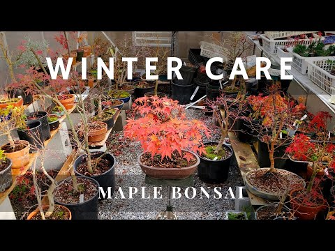 Winter Preparation and Winter Care for Japanese maple Bonsai