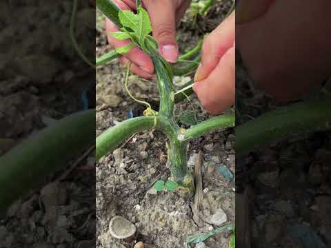 This Trick Helps Pumpkins Grow Bigger and Faster #smartfarming #organicfarming #gardeningtips