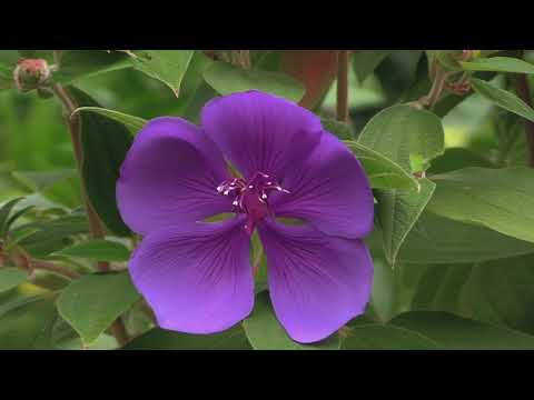 Video: Princess Flower Plant Facts - How To Grow A Princess Flower Bush