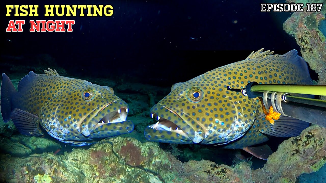 NIGHT SPEARFISHING EPISODE 187 | FISH HUNTING AT NIGHT