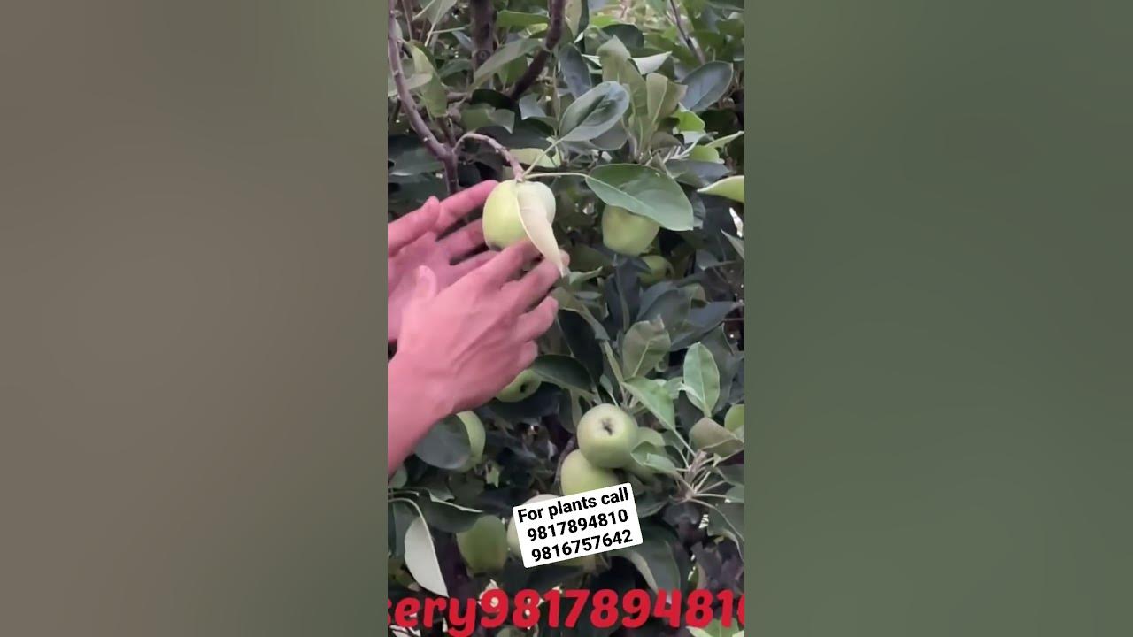 Anna Apple Plants fruitplantnursery plantnursery applefarming  anna-apple-plants-fruitplantnursery-plantnursery-applefarming