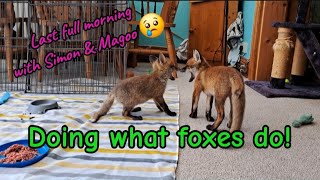 Last full morning  #cuteanimals #fox #wildlife #cute #viral #vlog #mylife #fyp #love