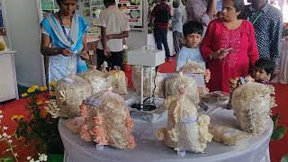 Mushroom varieties as seen in Horticultural show, Bangalore