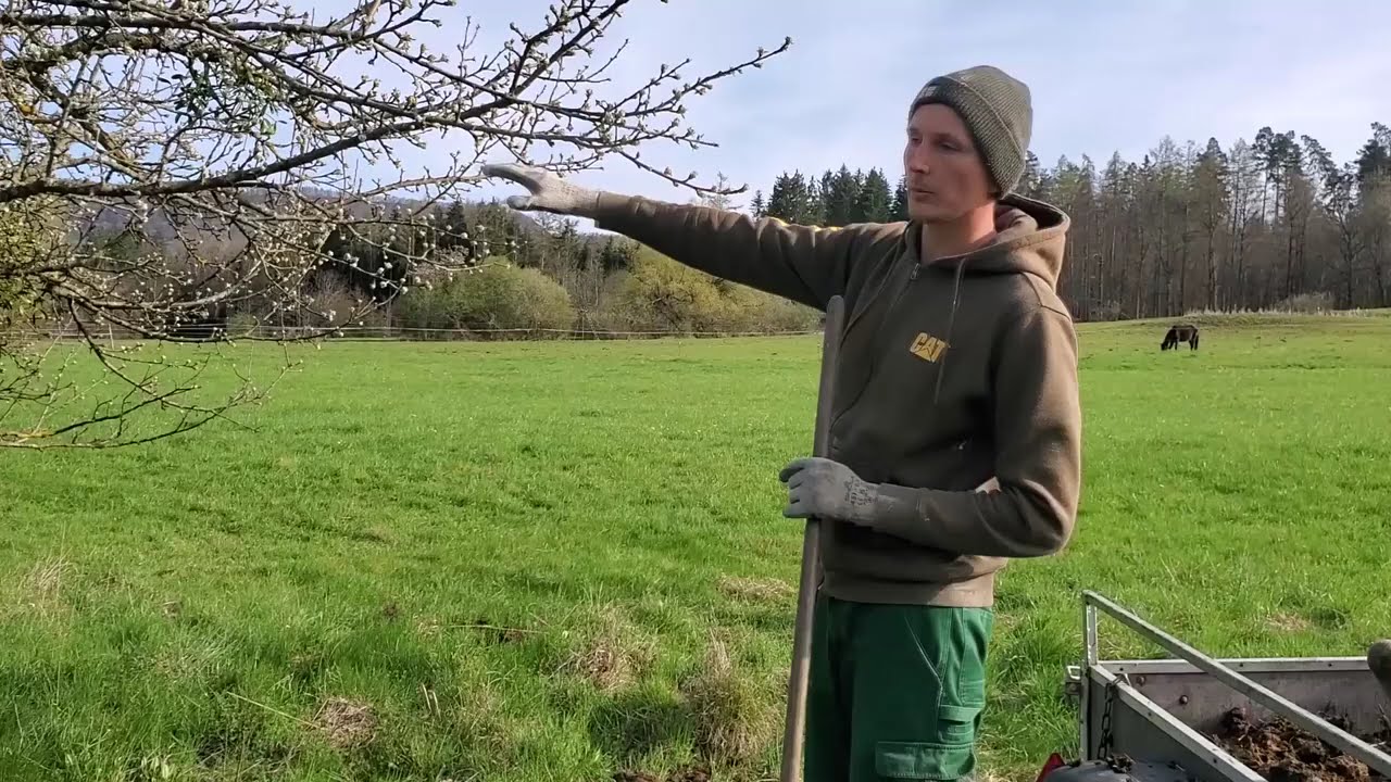 Teil 1: Dngung lterer Obstbume mit Mist und Urgesteinsmehl
