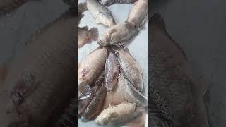 Beautiful Koi Fish Jumping Out of Water | Relaxing Nature Moment #fin_cuts_tv