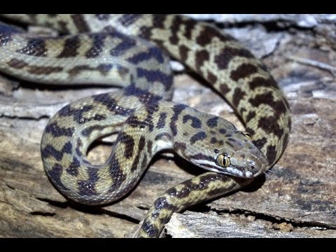 Wild pygmy banded python (Antaresia sp.) - YouTube