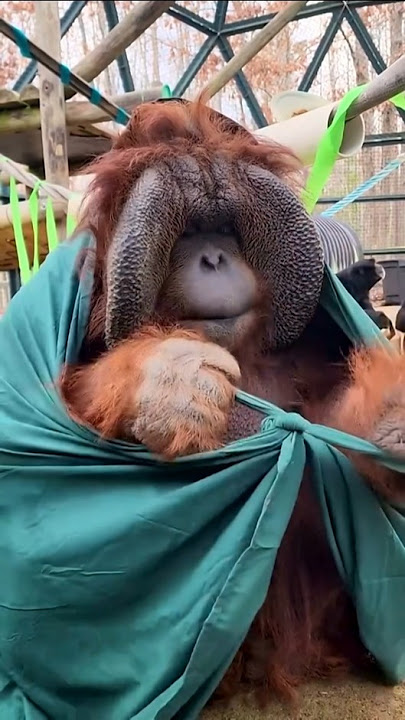 The smartest animal in the world #shorts #animals #orangutan
