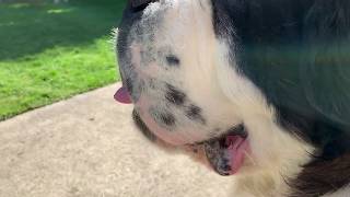Kayak S.fork Skagit River With Saint Bernards