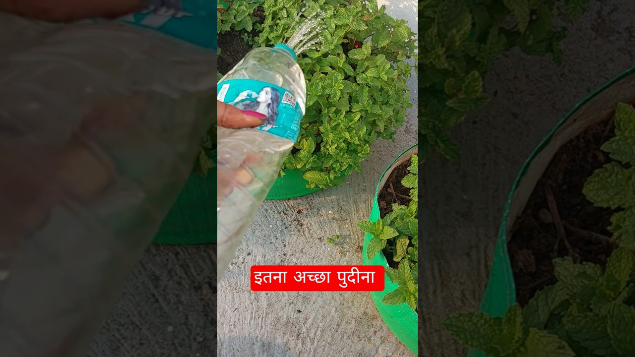 अब यह पुदीना बहुत फैल गया ||#terracegardenindia #lakshivgardening ||