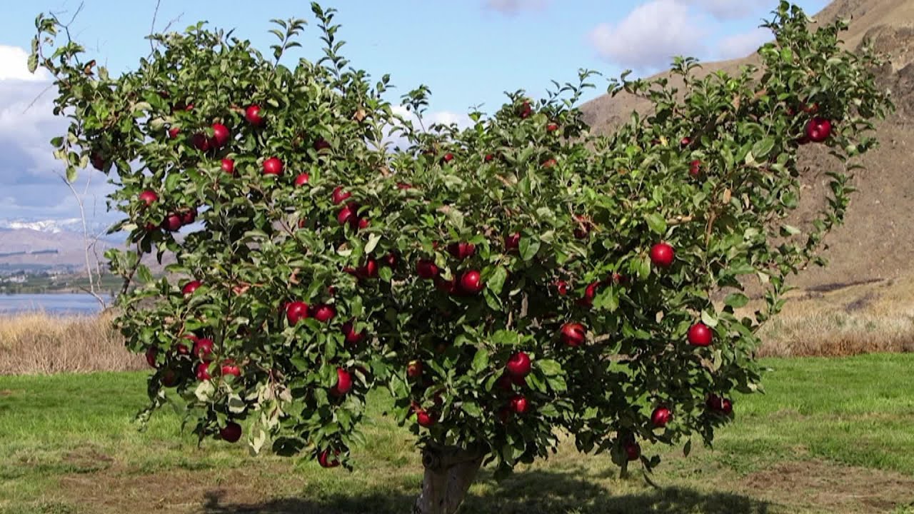 New apple, Cosmic Crisp, is grown in Washington state YouTube