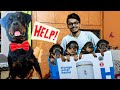 Roxy ke puppies kahan gaye 😥 || Rottweiler Puppies || Roxy Ke Puppies. Review reloaded ||Dog video