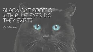 Black Cat Breeds with Blue Eyes by Catvills 5,671 views 2 years ago 49 seconds