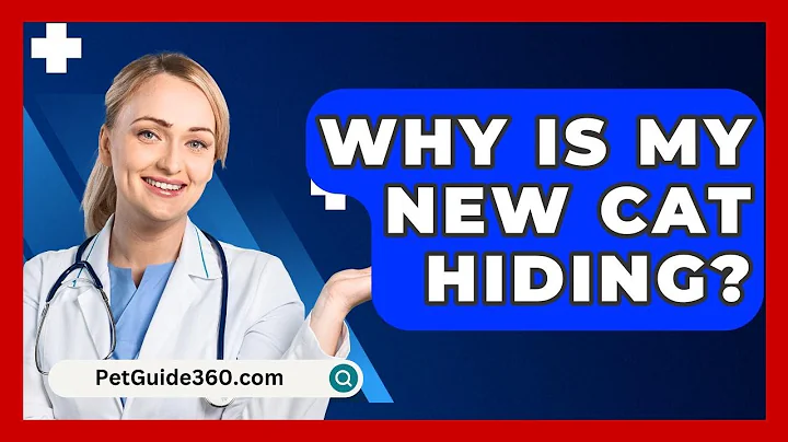 Why Is My New Cat Hiding? - PetGuide360.com