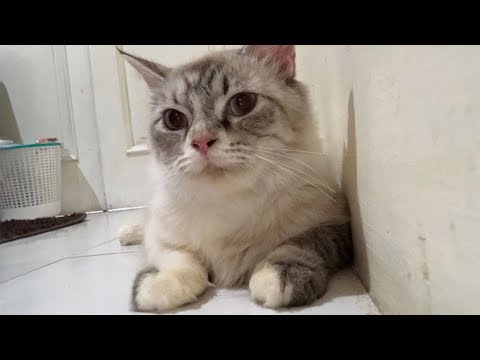 Video: Cara Menjaga Kucing Dewasa