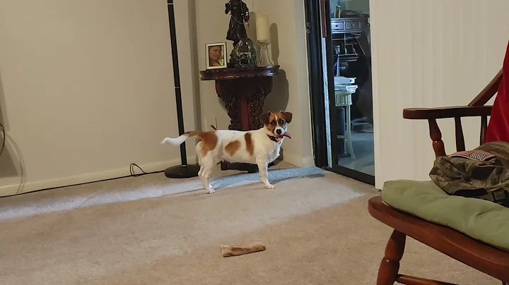 Li'l boy hiding a bone!!!