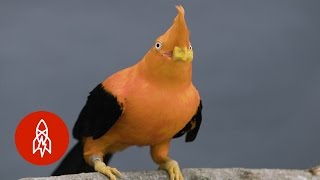 Behold the Colorful Plumage of Peru’s National Bird