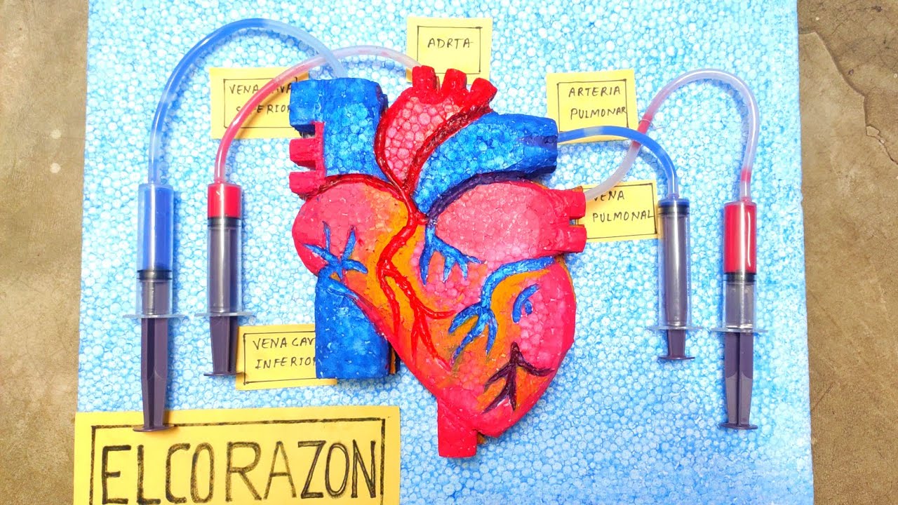 How To Make A Heart Model With Easy Movement Coraz n Model Heart 