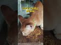 dulu ketemu masih korengan sekrang sudah bersih #cat #kucing