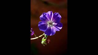 Unidentified Song - Old Black Magic (?)