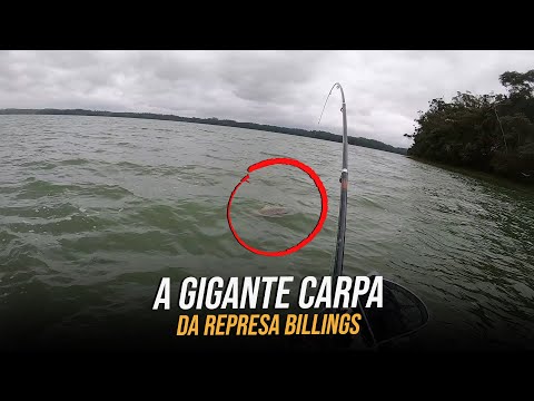 FINALMENTE SAIU A CARPA GIGANTE NA CEVA - INACREDITÁVEL!!!