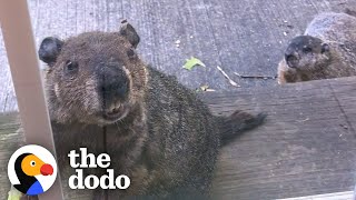 Groundhog Brings His Son To Visit His Human Best Friend  | The Dodo Wild Hearts Resimi