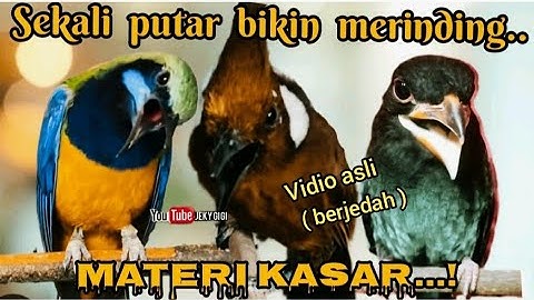 SEKALI PUTAR BIKIN MERINDING materi kasar  panjang , cungkok, cililin, tengkek buto ( berjedah)